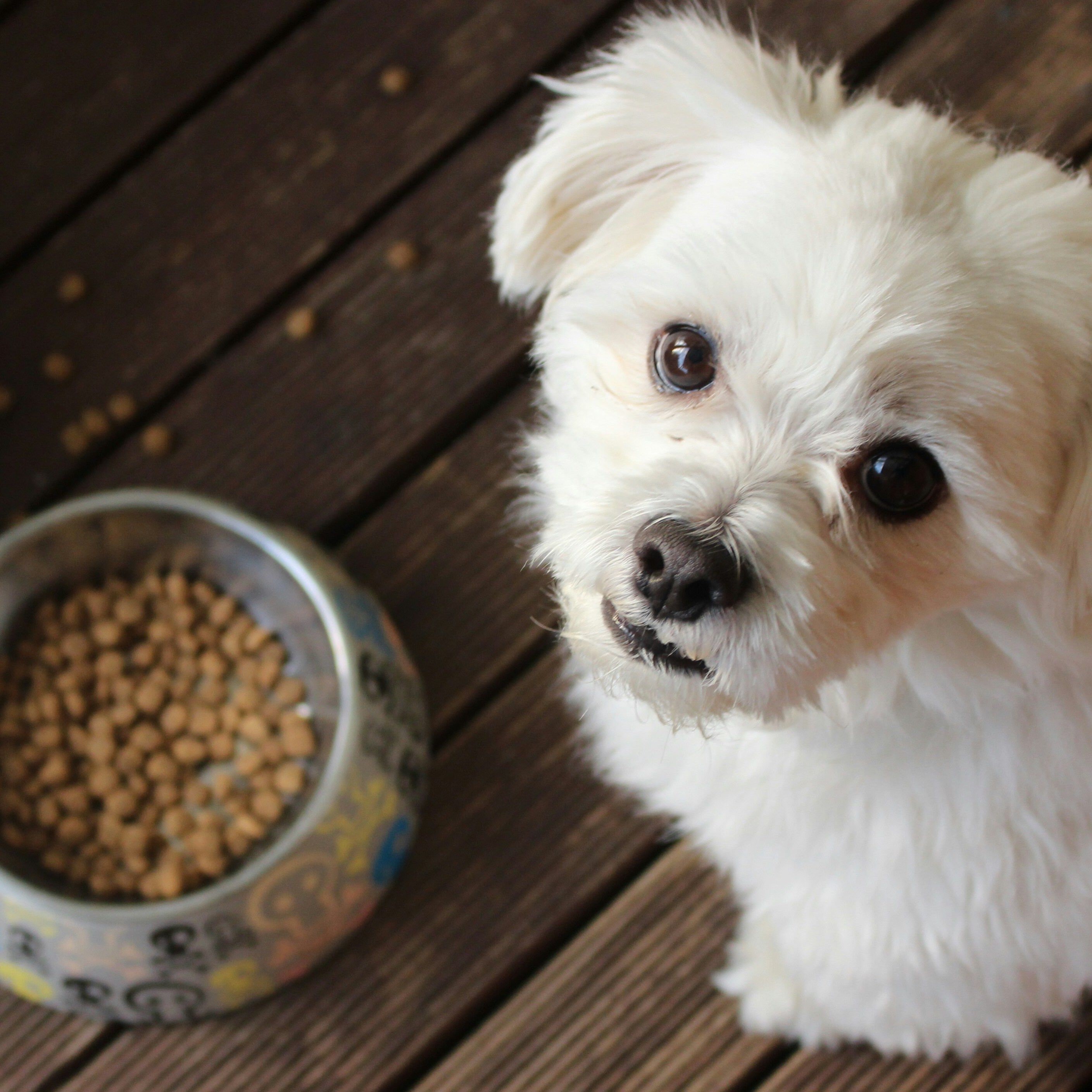 Best food for maltese puppy uk hotsell