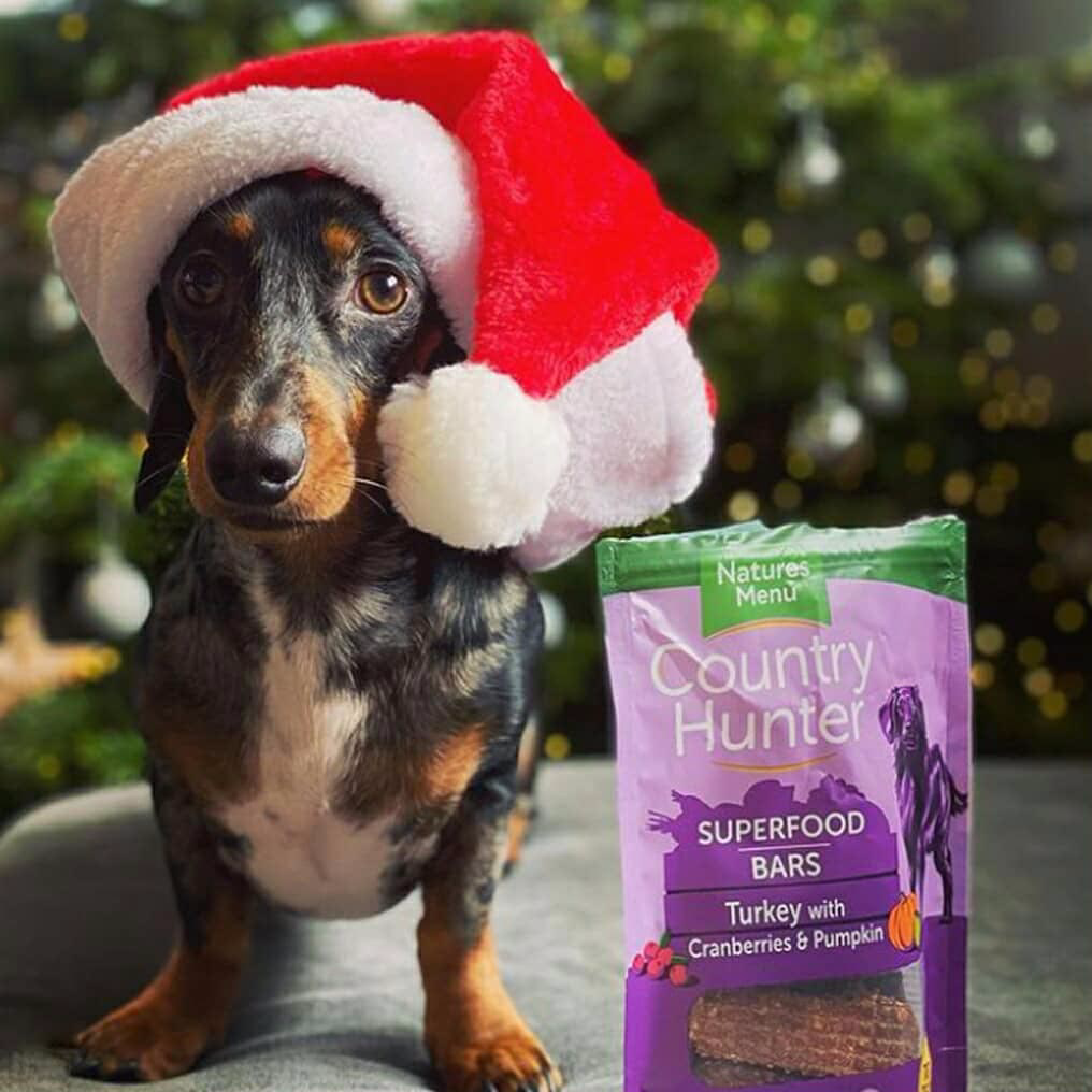 Treat Your Pooch with These Gifts for Dogs