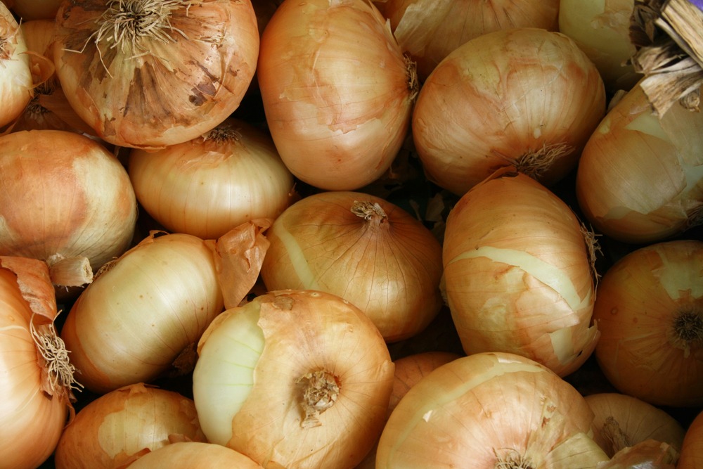 How bad are cooked onions for dogs best sale