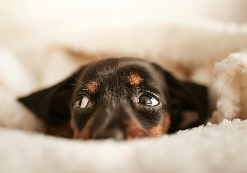 What to do when your puppy has diarrhea