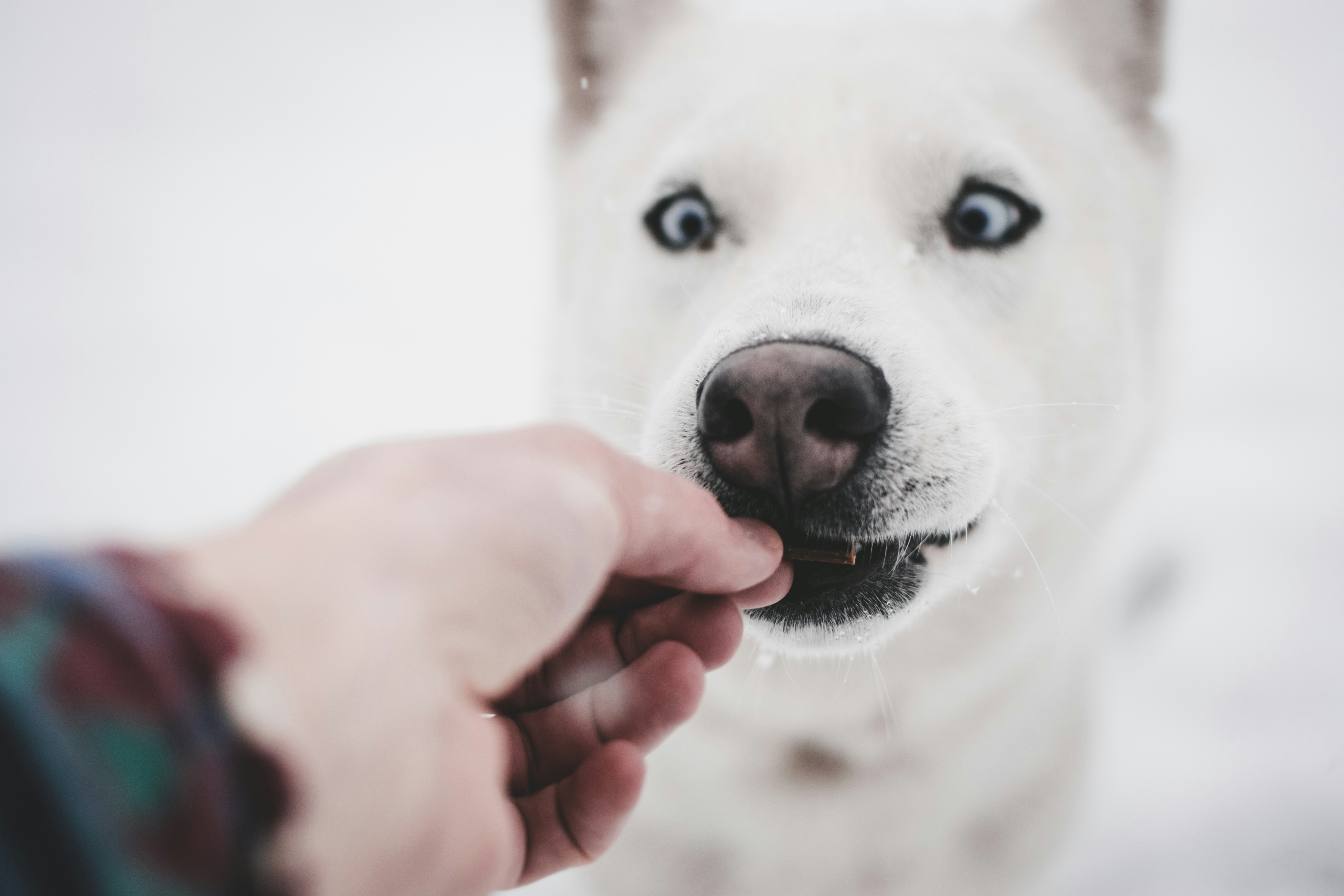 Is tripe good for dogs?