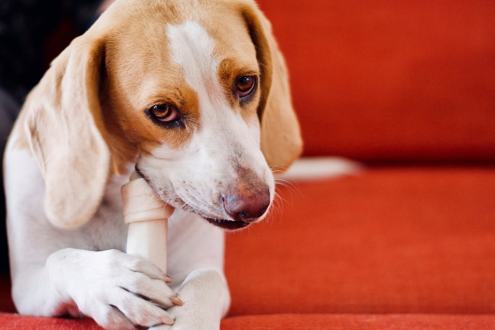 Is rawhide bad for dogs?