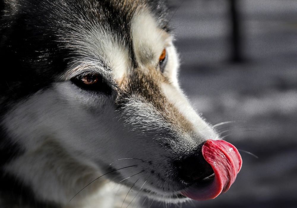 What is single-protein dog food – and what are the benefits
