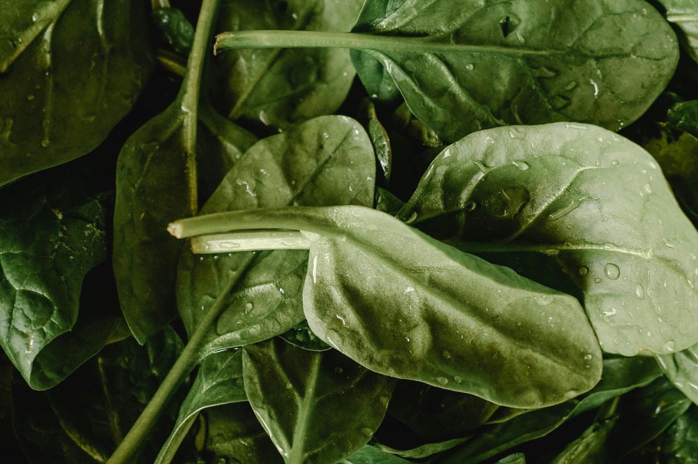 Can dogs eat spinach?