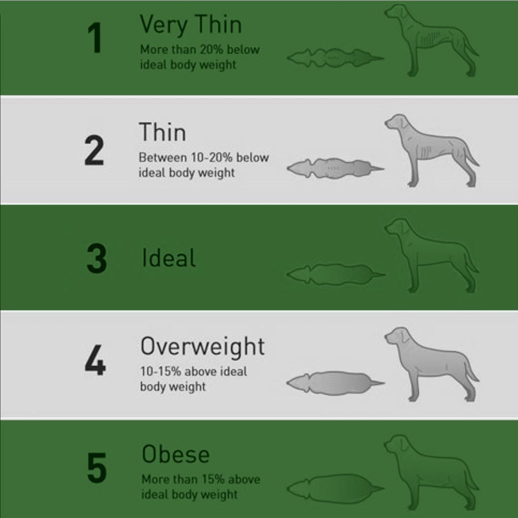 how do you know if your puppy is overweight