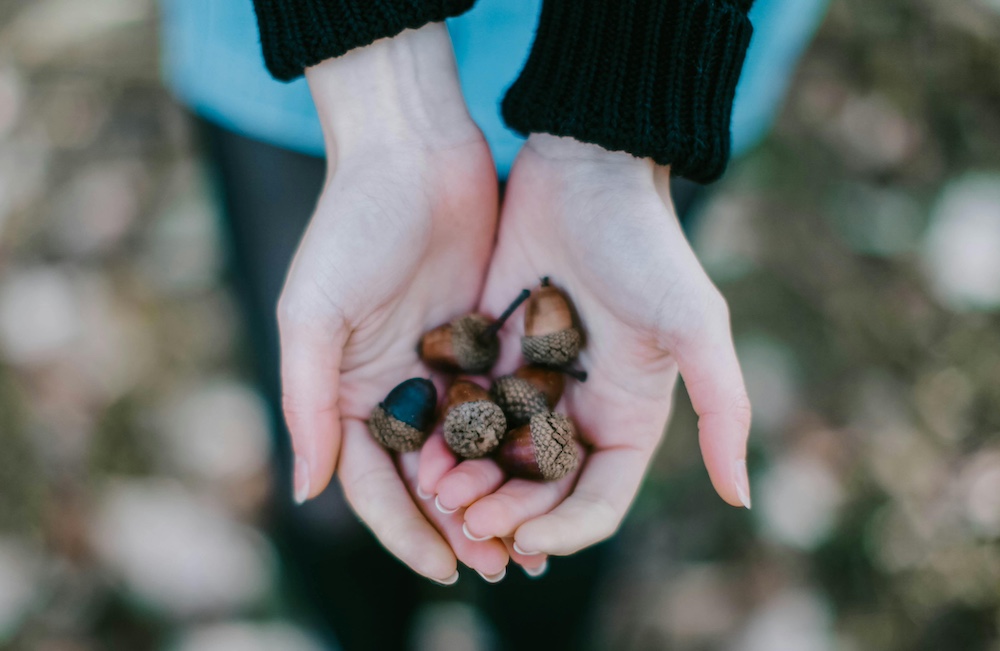 Are acorns bad for dogs?