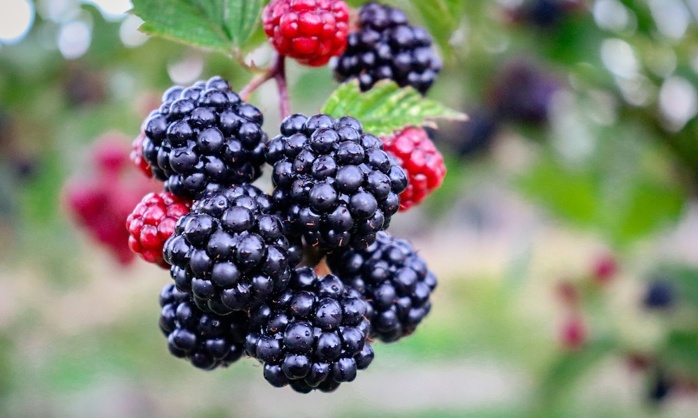 Can dogs eat blackberries?