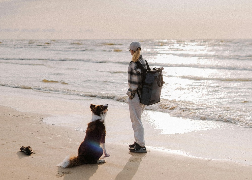 Travelling with your dog in the UK – the ultimate guide