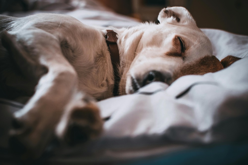 How much sleep do dogs need?